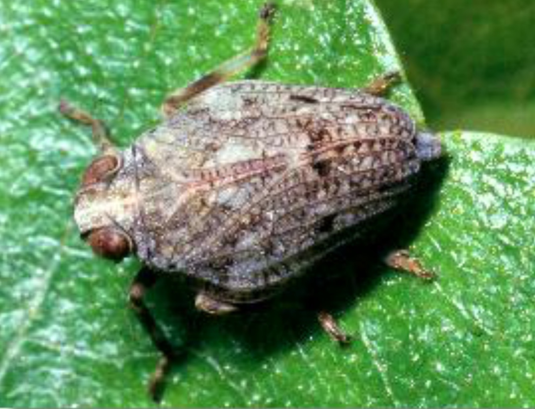 Plaatje bij antwoord