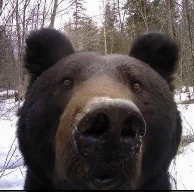 Picture for question