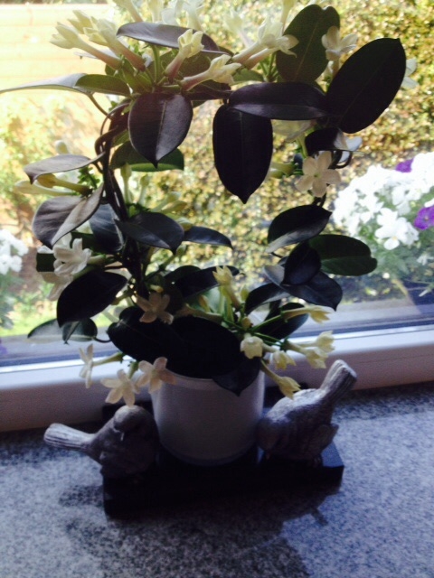 Picture for question