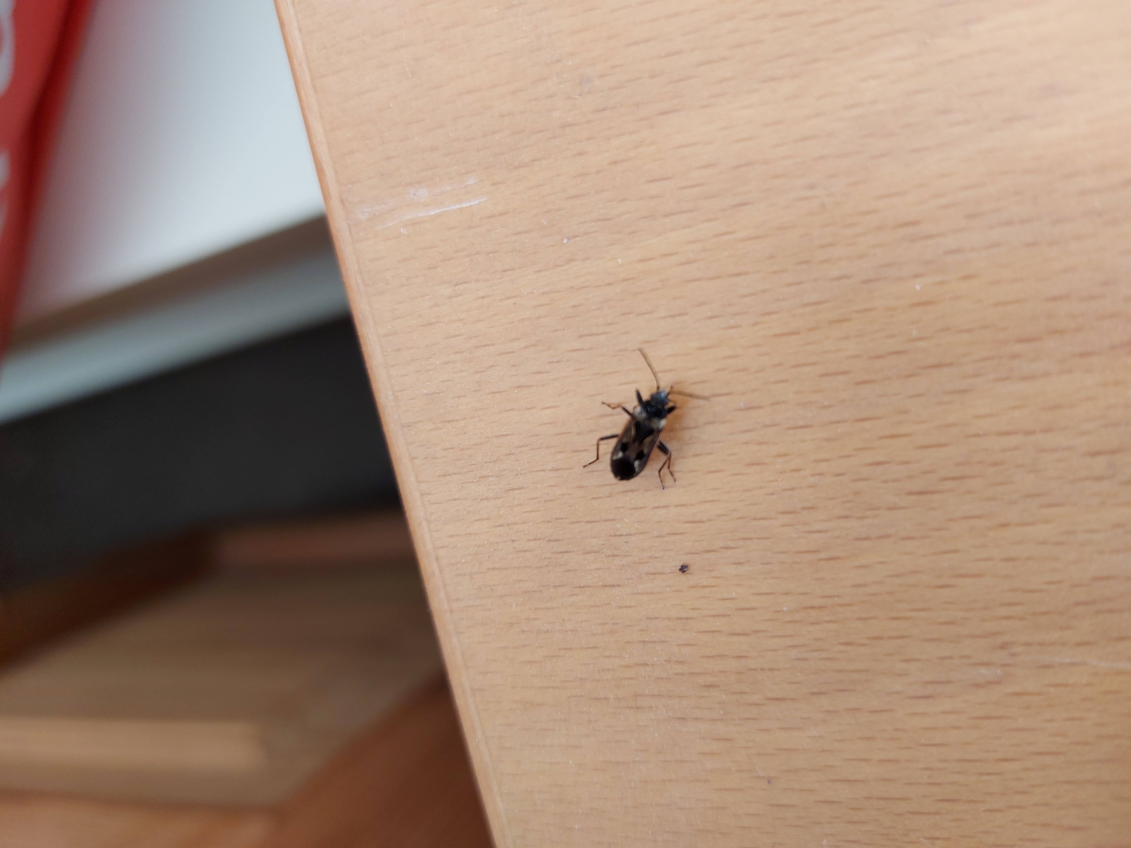 Wat is dit voor beestje? GoeieVraag