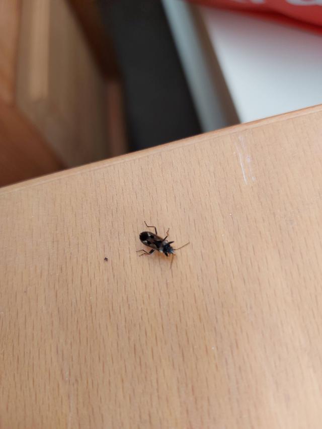 Picture for question