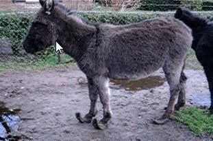 Picture for question