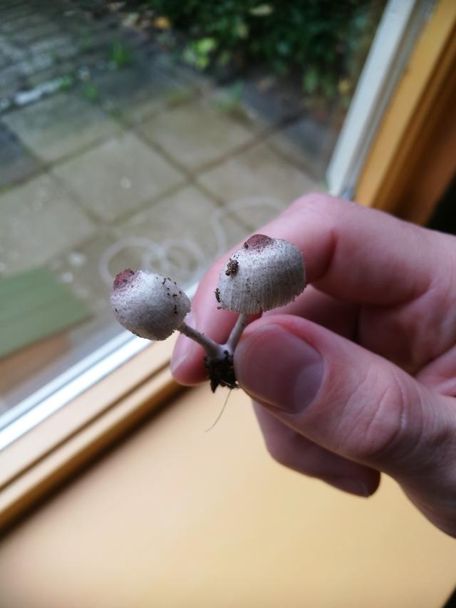 Picture for question