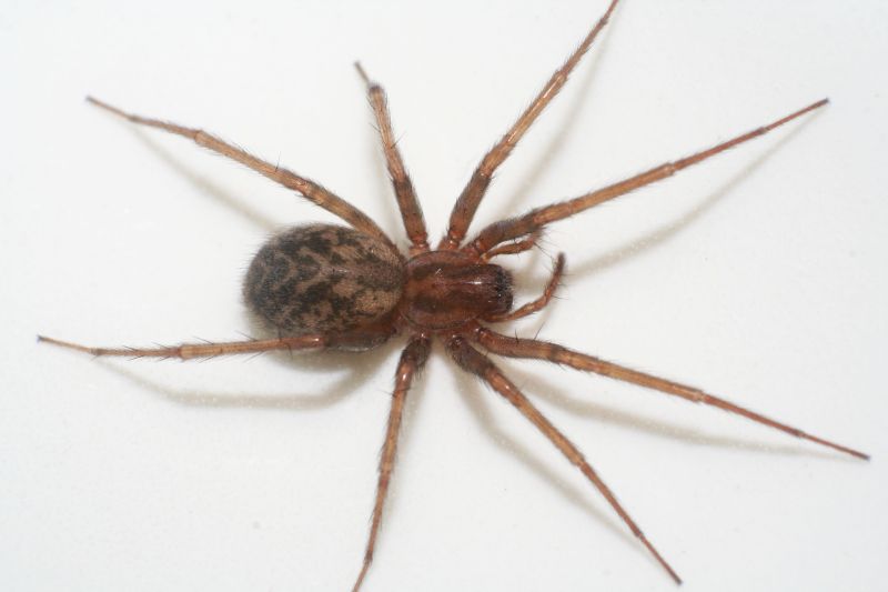 Plaatje bij antwoord