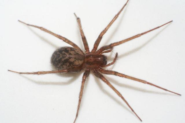 Plaatje bij antwoord