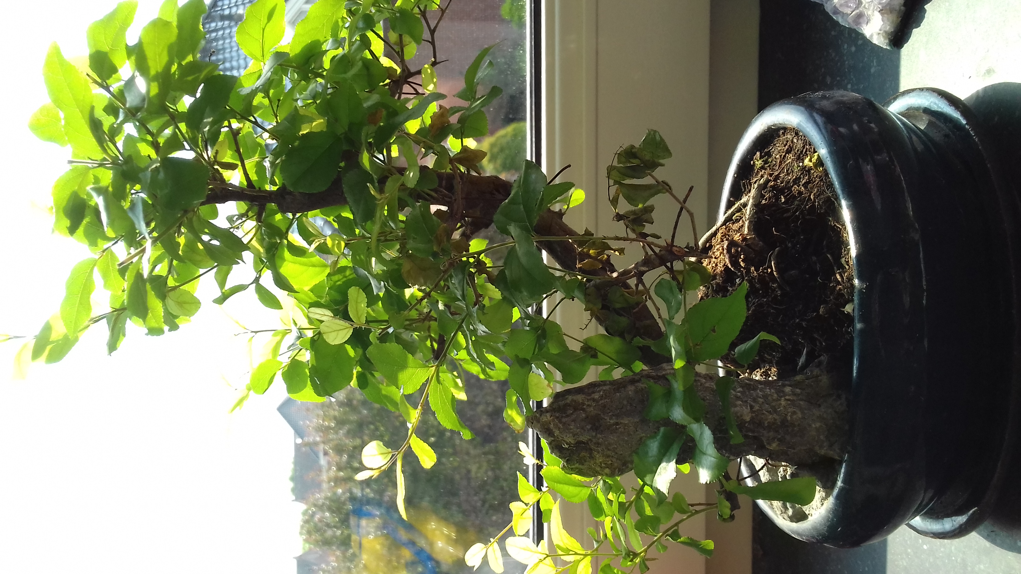 Picture for question