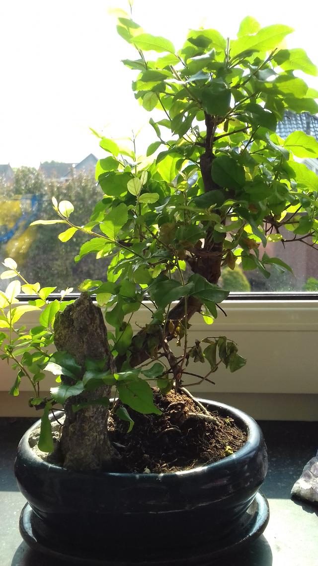 Picture for question