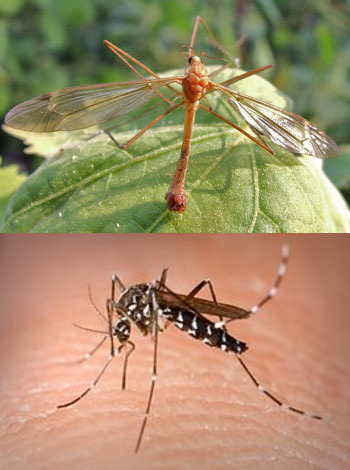 Plaatje bij antwoord