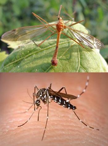 Plaatje bij antwoord