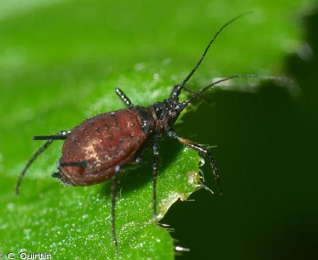 Plaatje bij antwoord