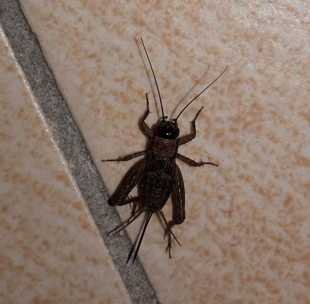 Picture for question