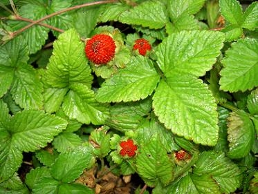 Plaatje bij antwoord