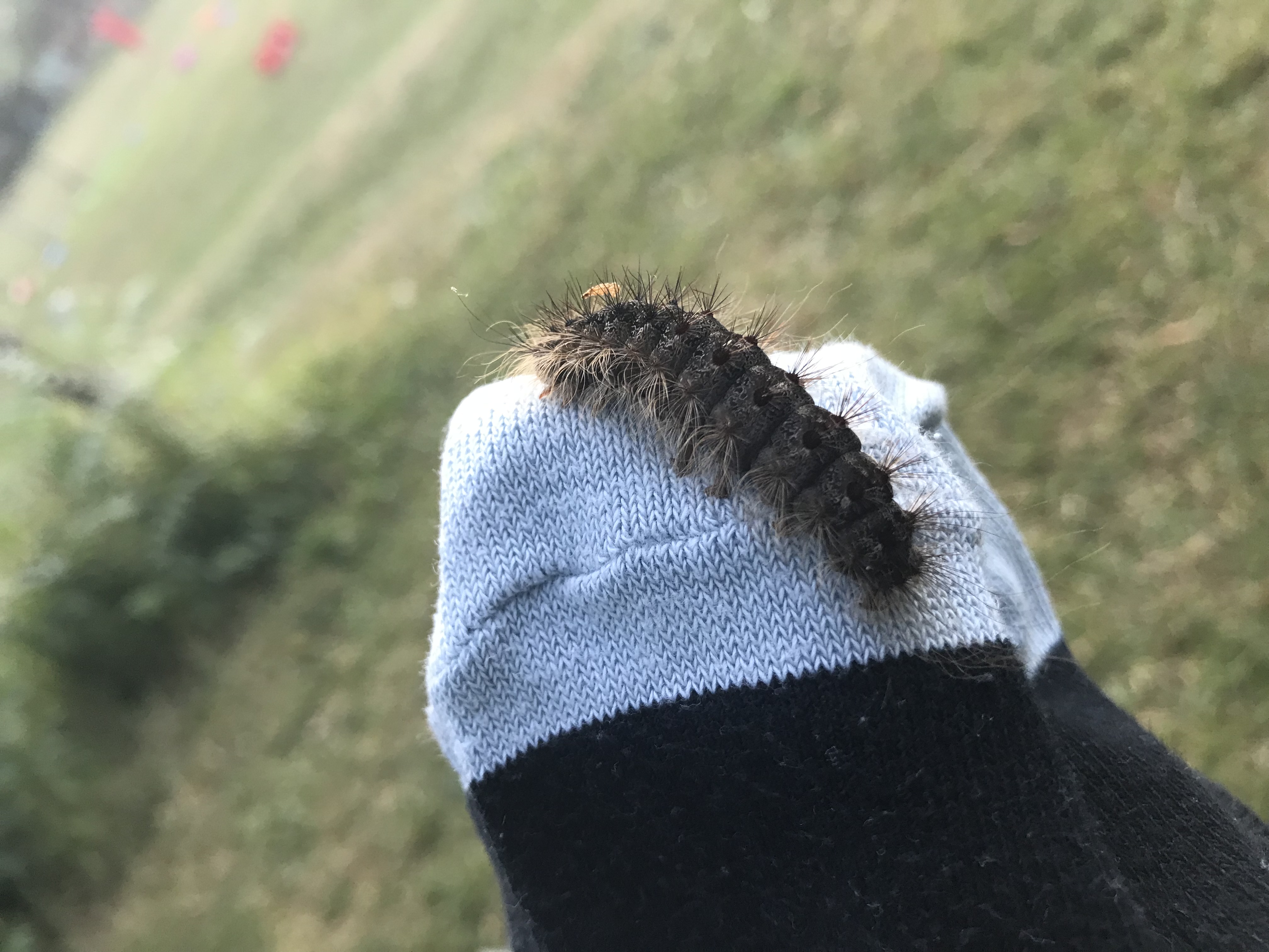 Picture for question