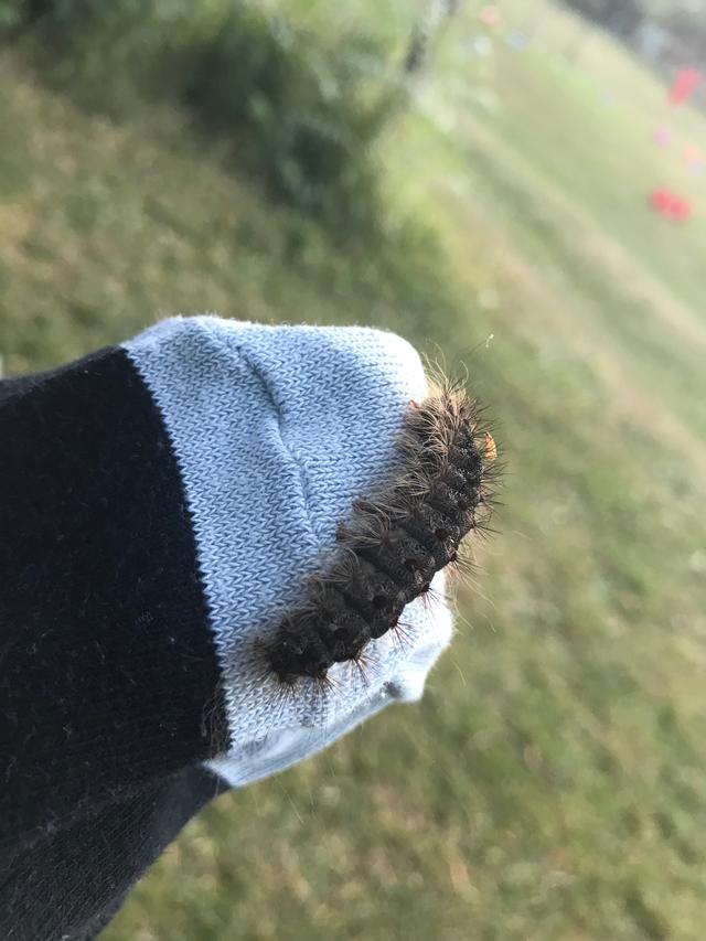 Picture for question