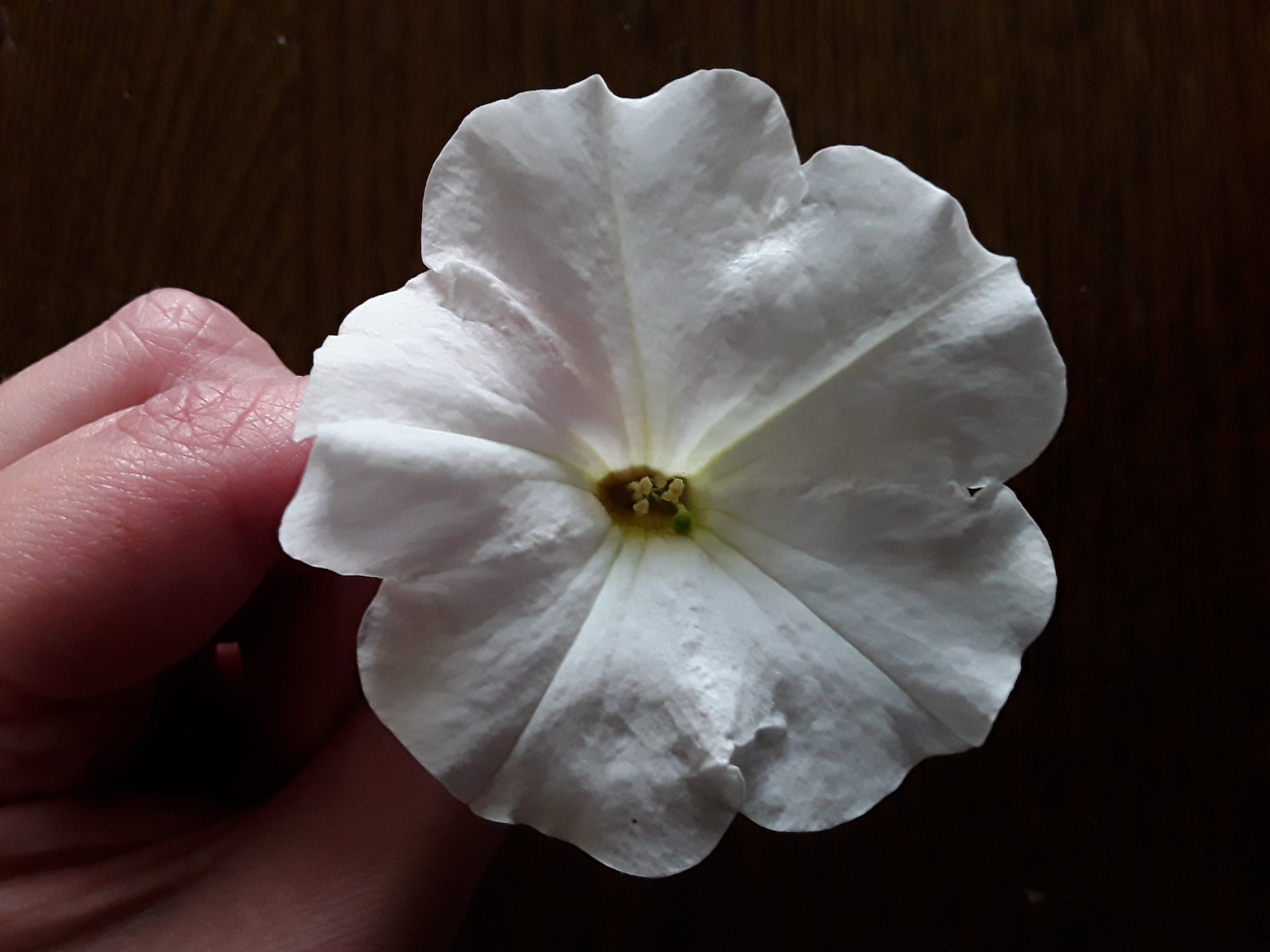 Picture for question