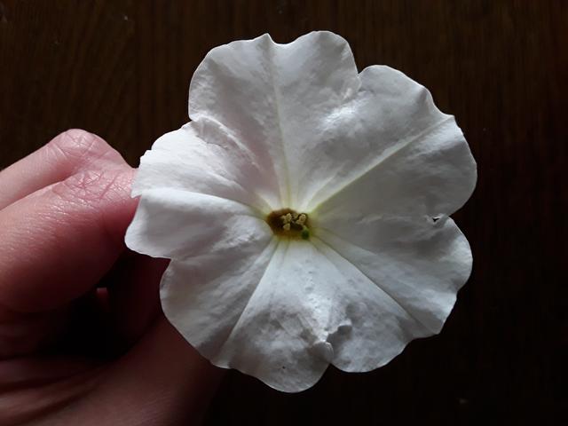 Picture for question