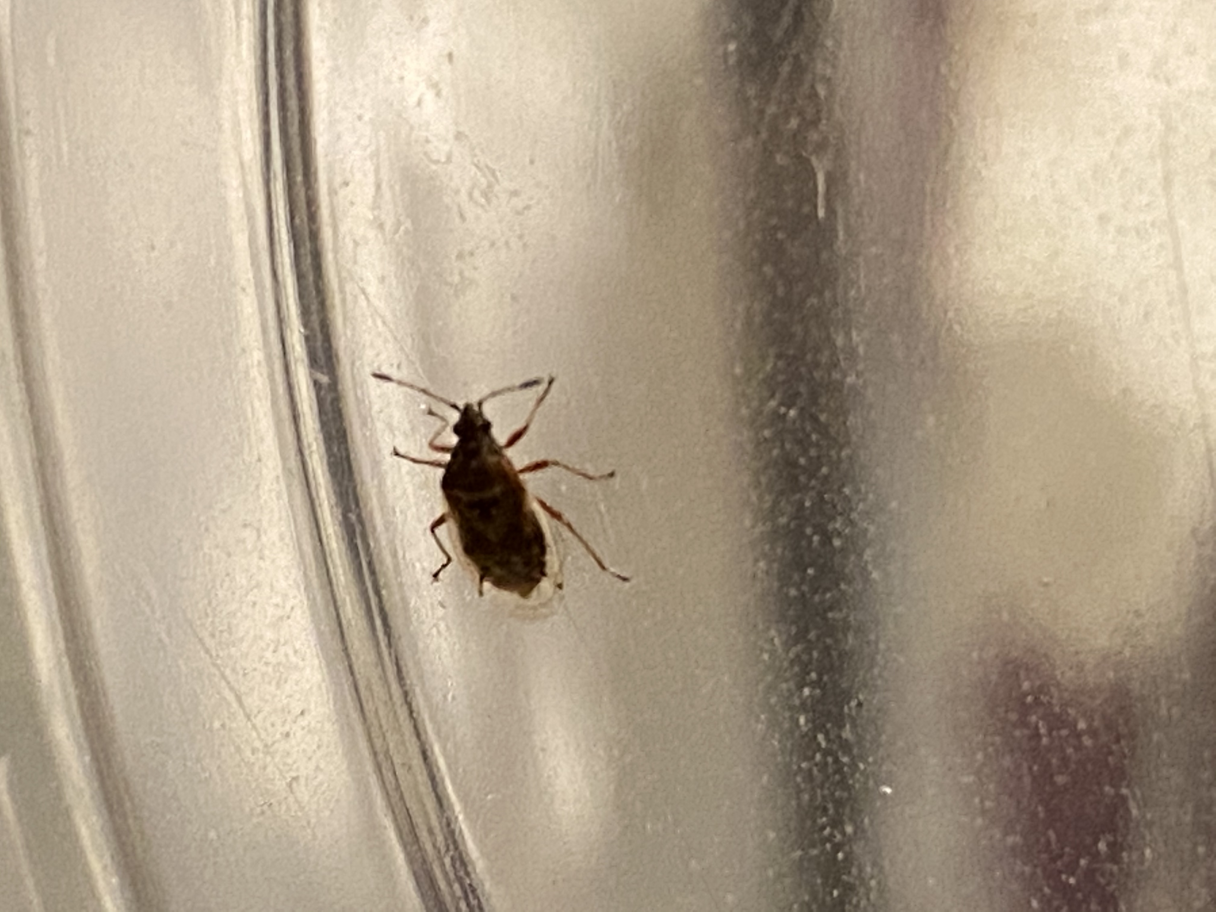 Picture for question