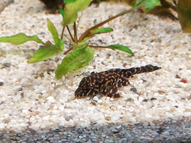 Picture for question