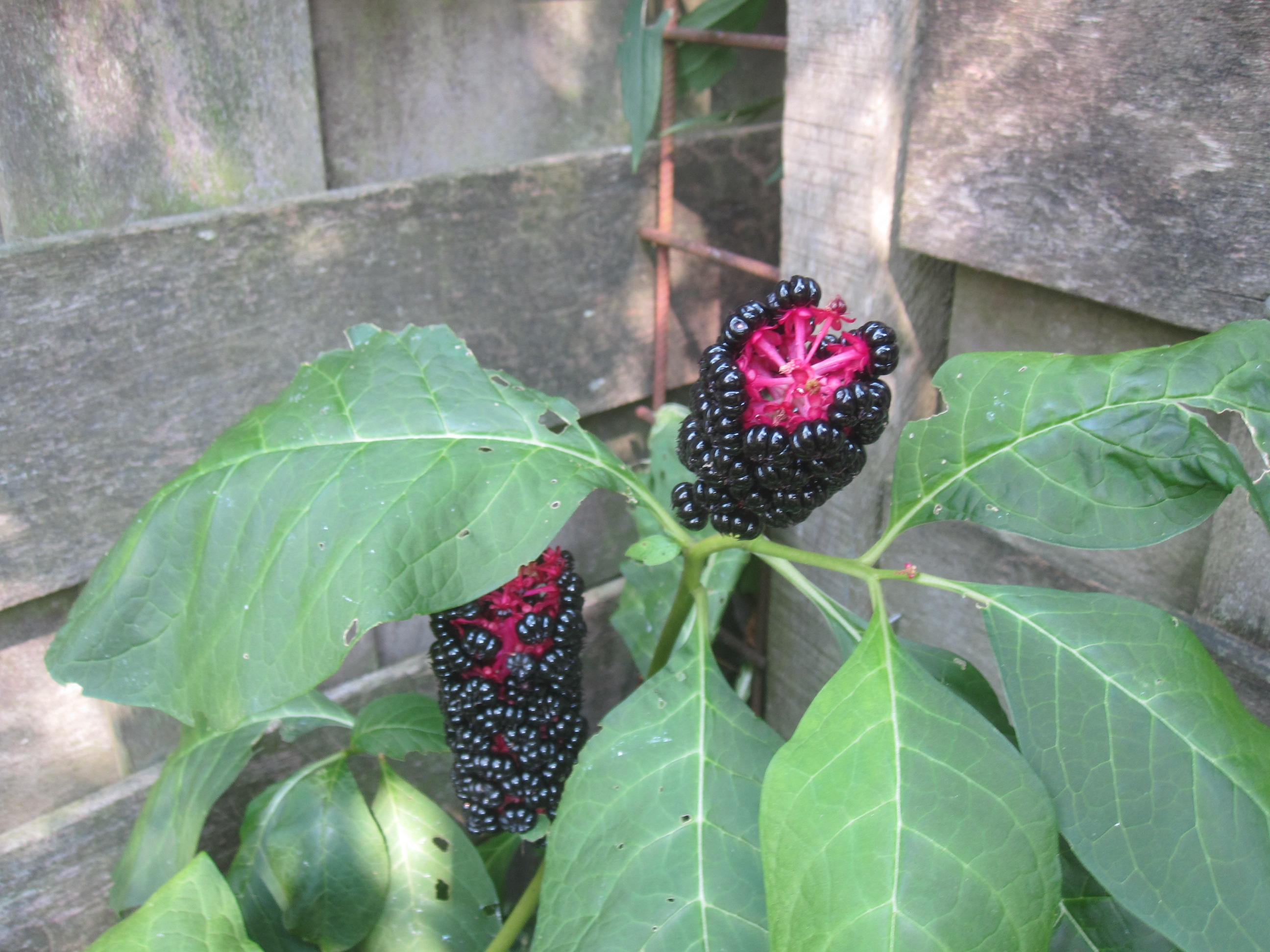 Picture for question