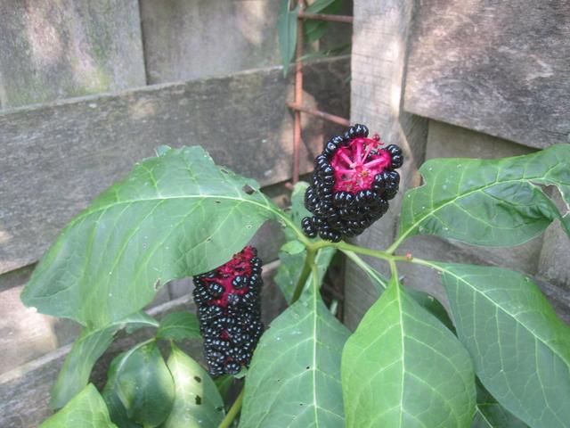 Picture for question