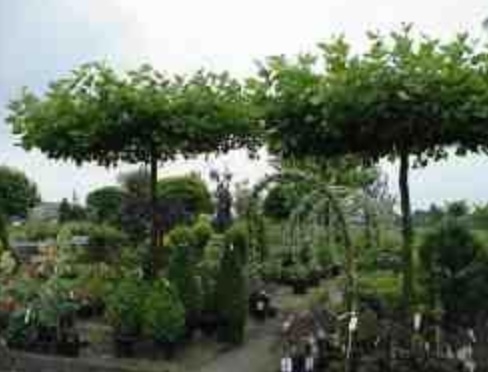 Plaatje bij antwoord