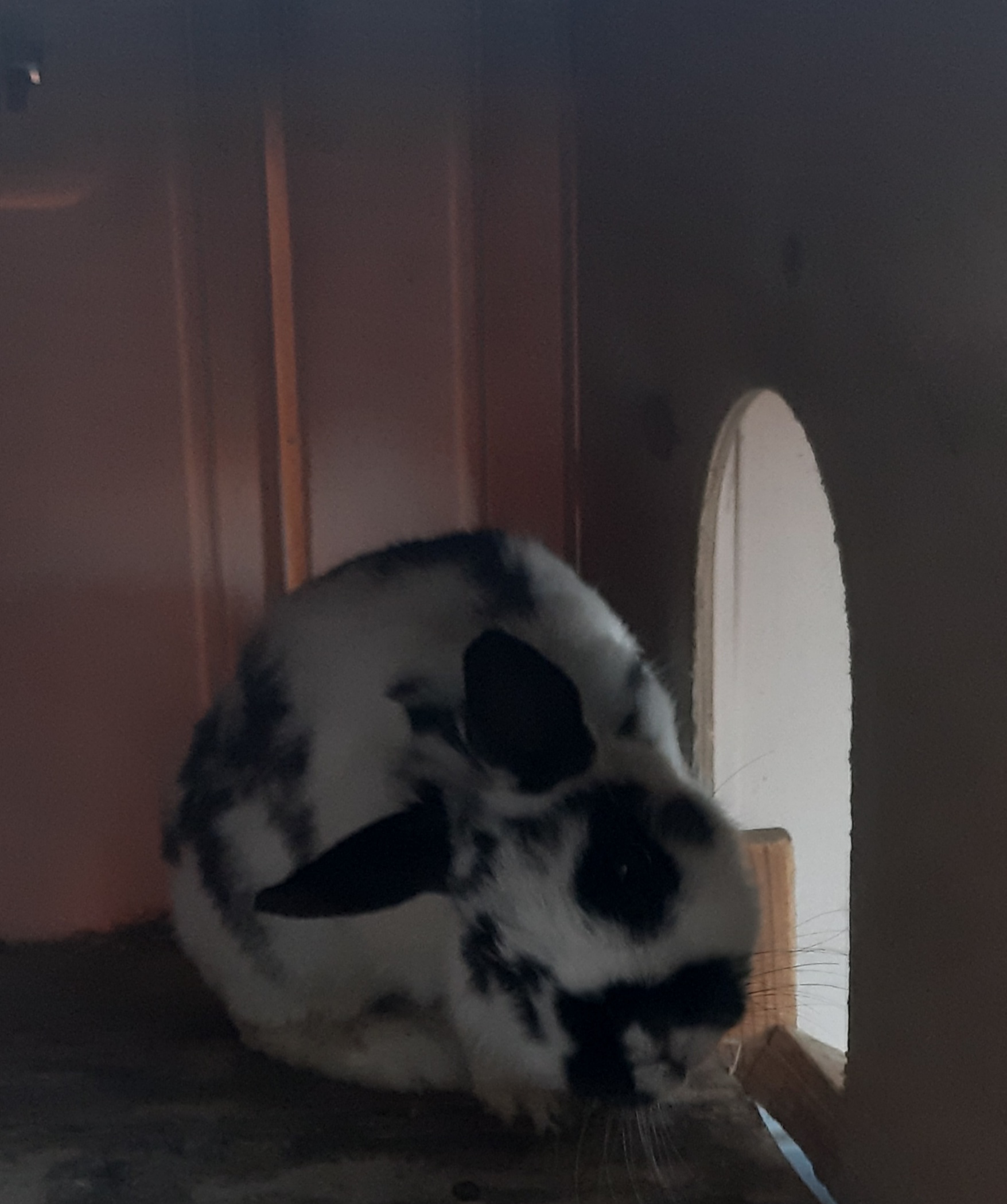 Picture for question