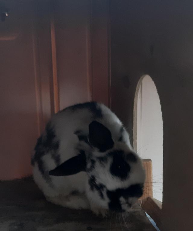 Picture for question