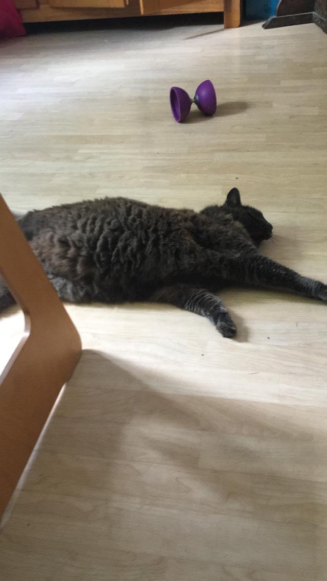 Picture for question