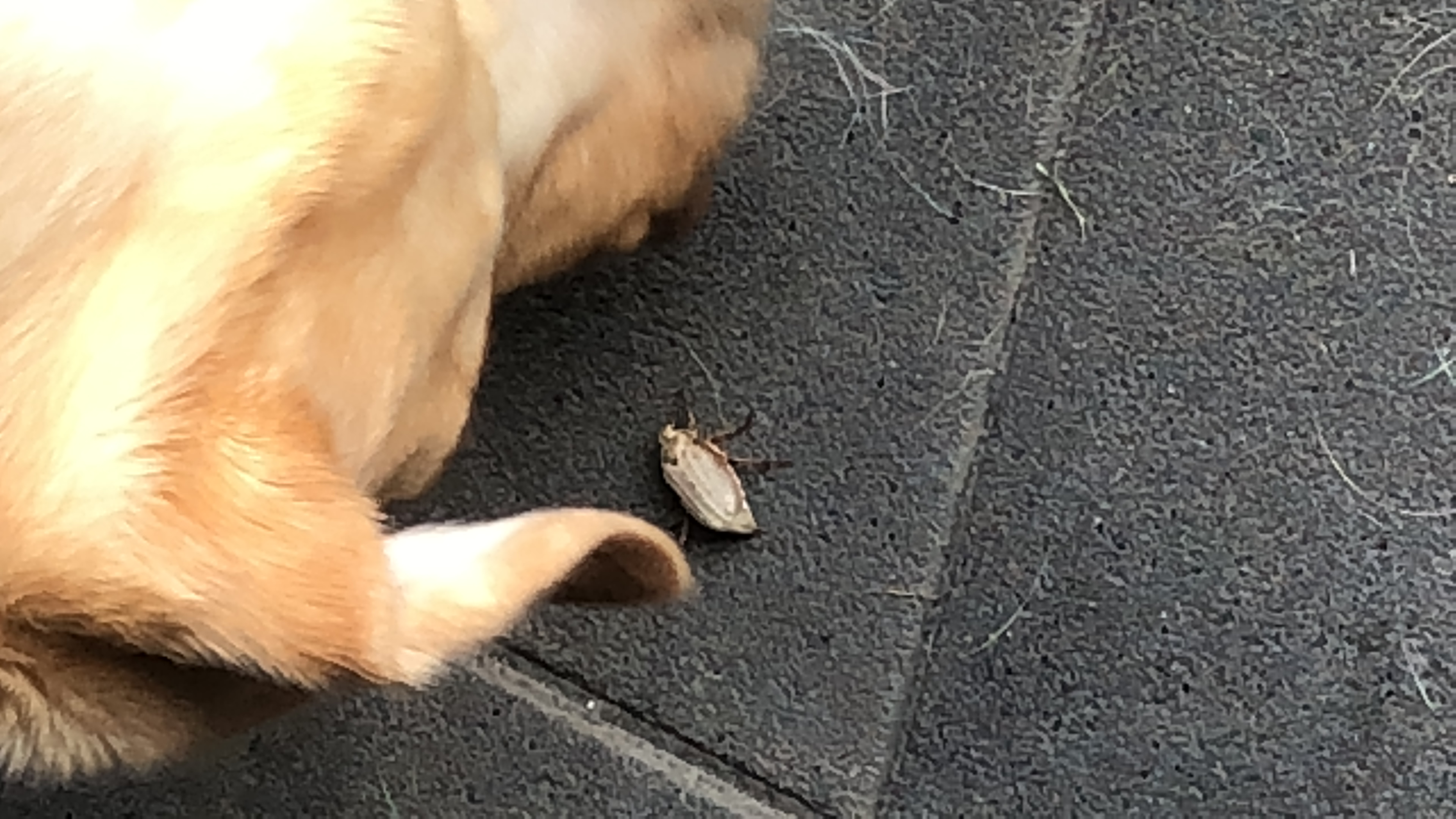 Picture for question