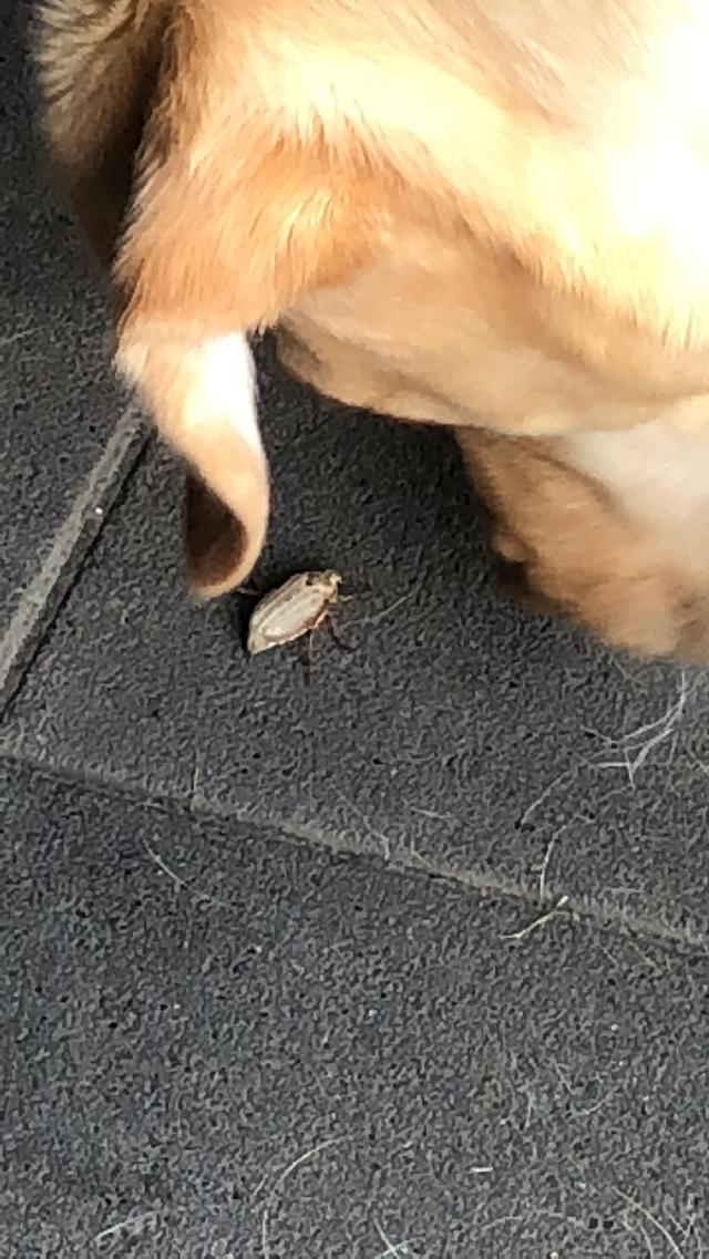 Picture for question