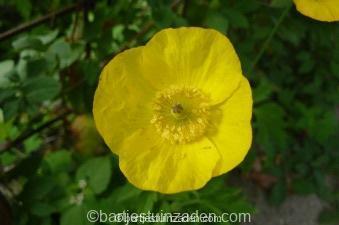 Plaatje bij antwoord