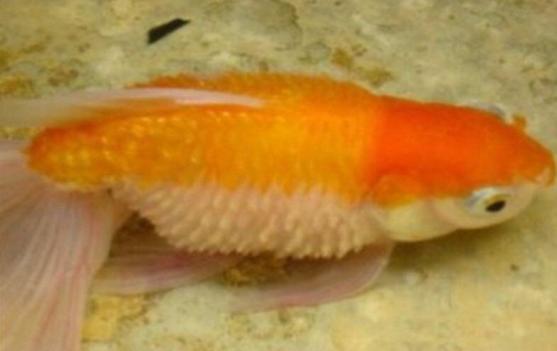 Plaatje bij antwoord