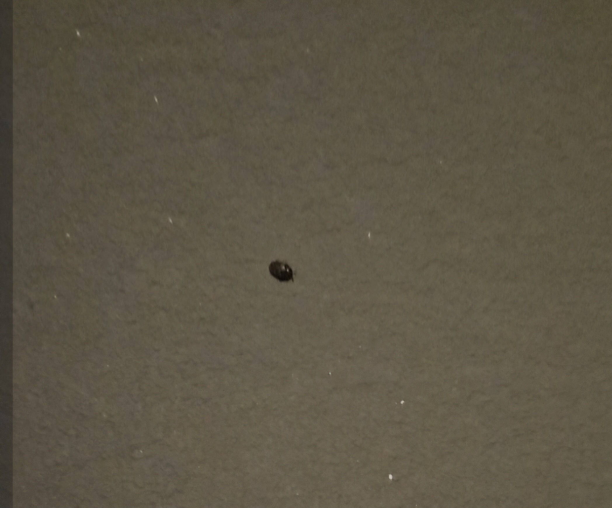 Picture for question