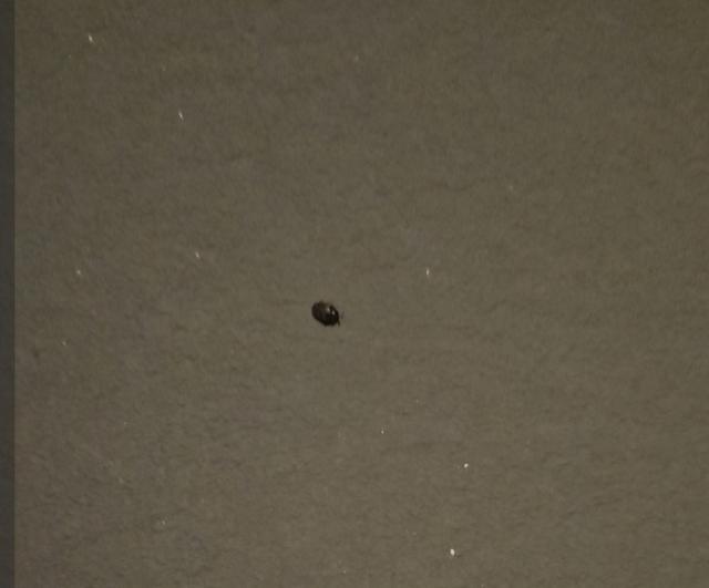 Picture for question