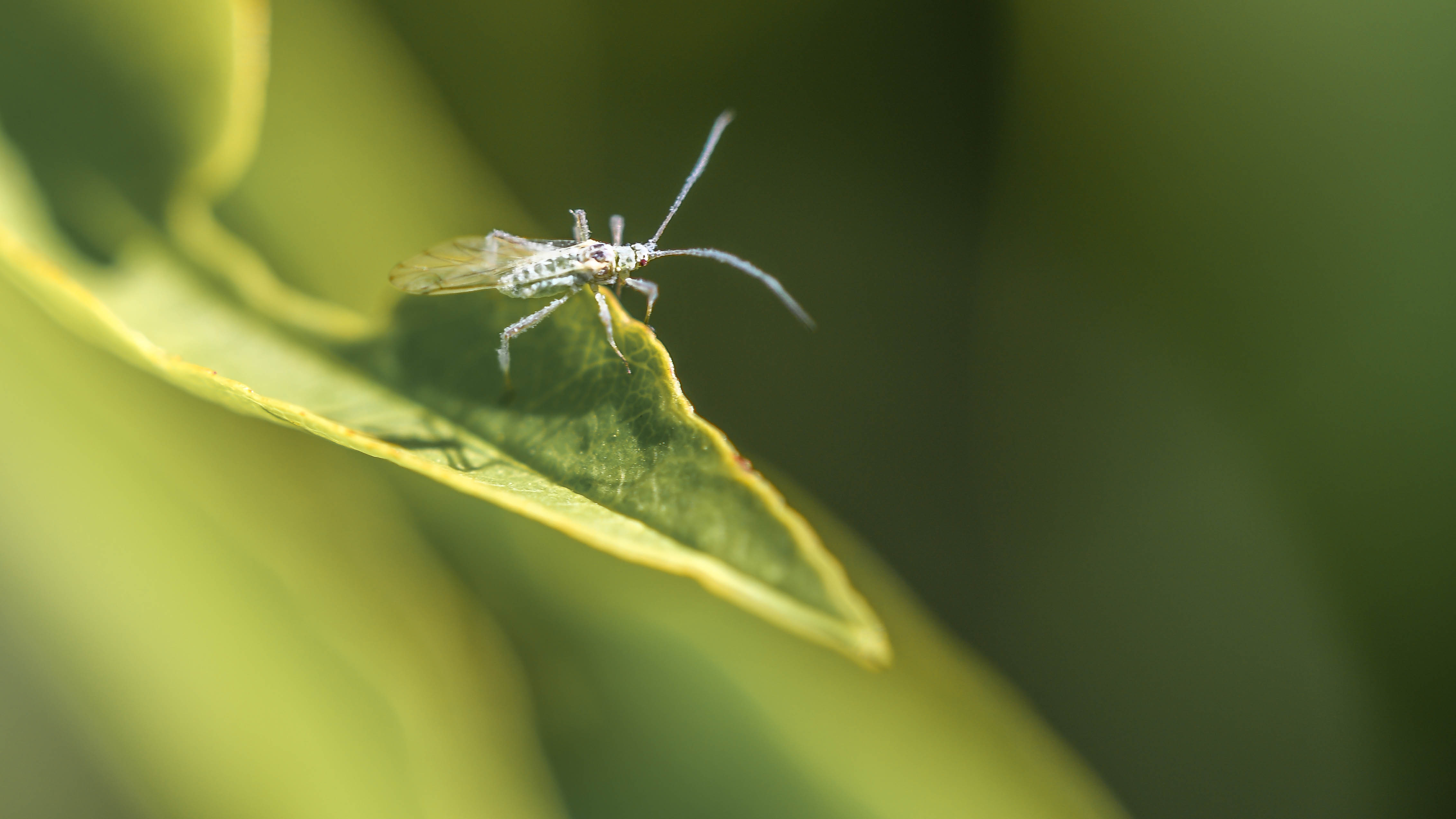 Picture for question