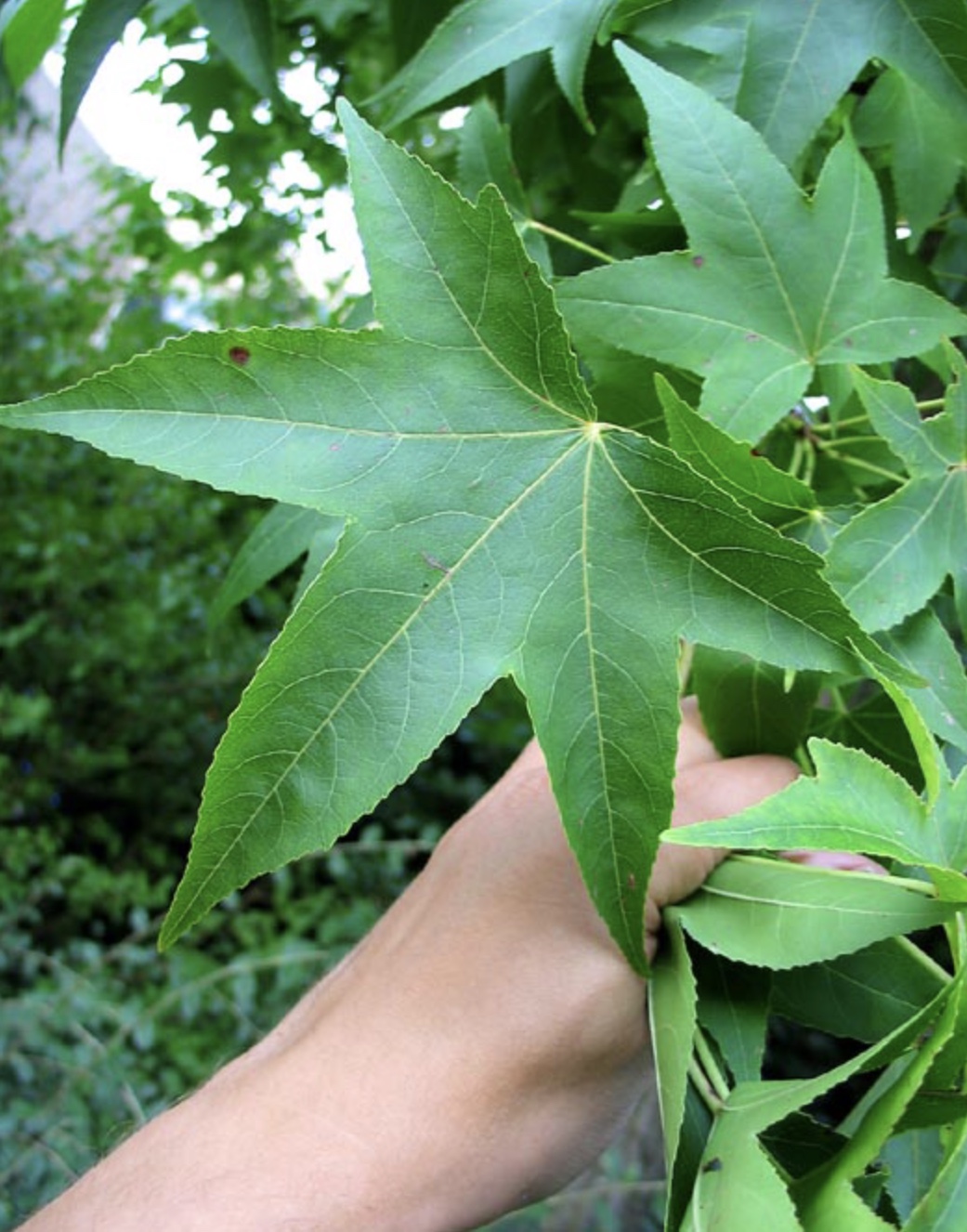 Plaatje bij antwoord