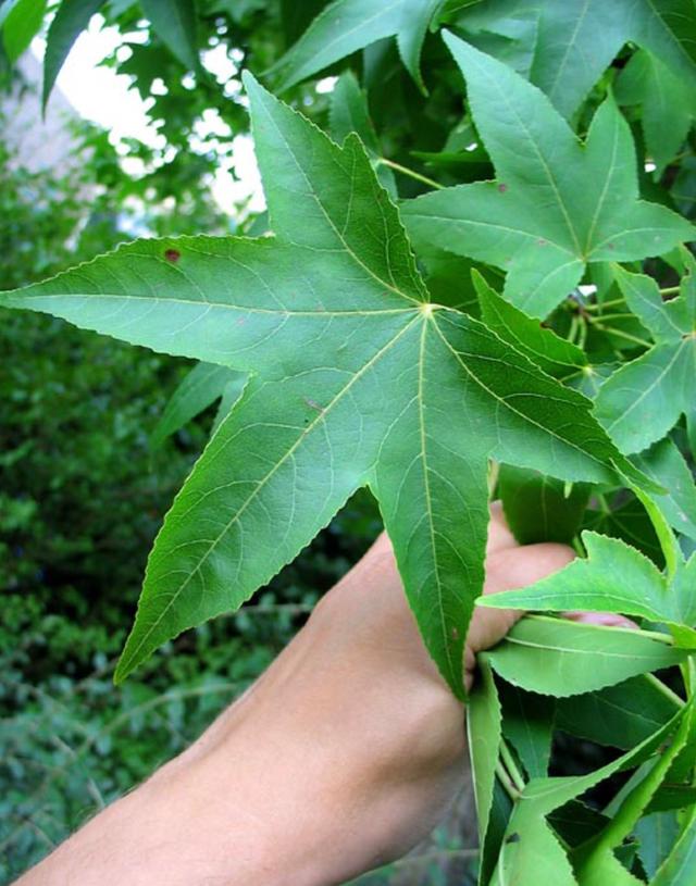 Plaatje bij antwoord