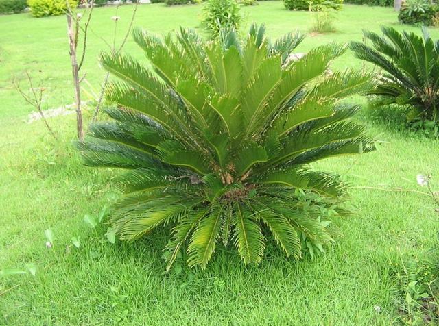 Plaatje bij antwoord