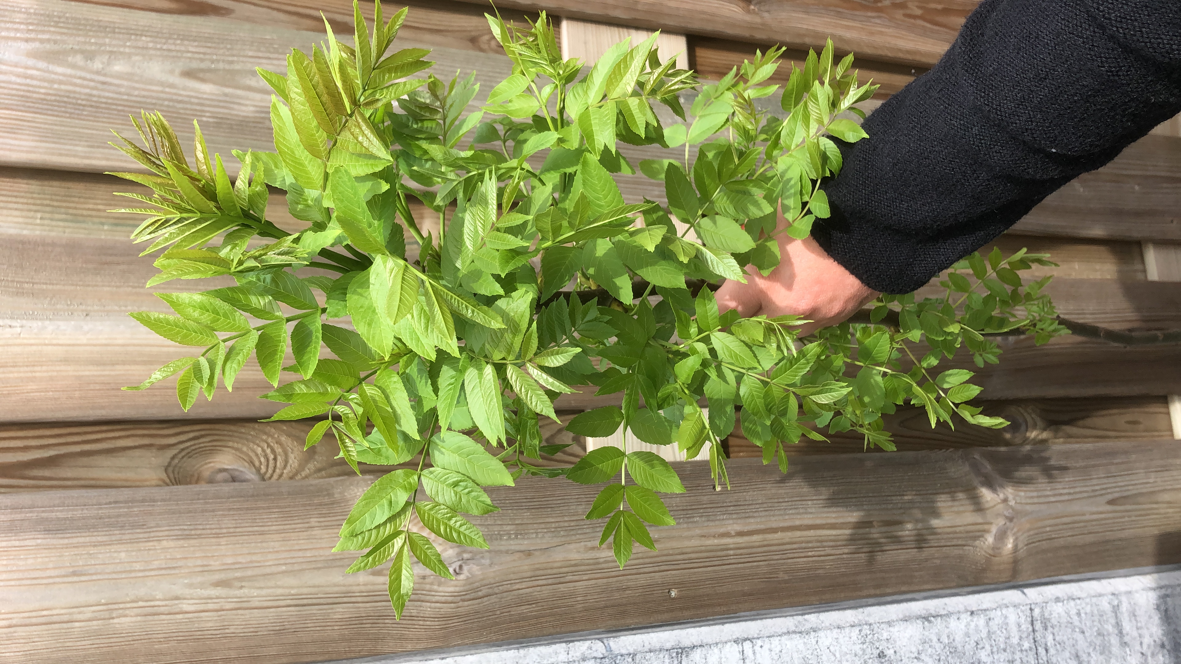 Picture for question