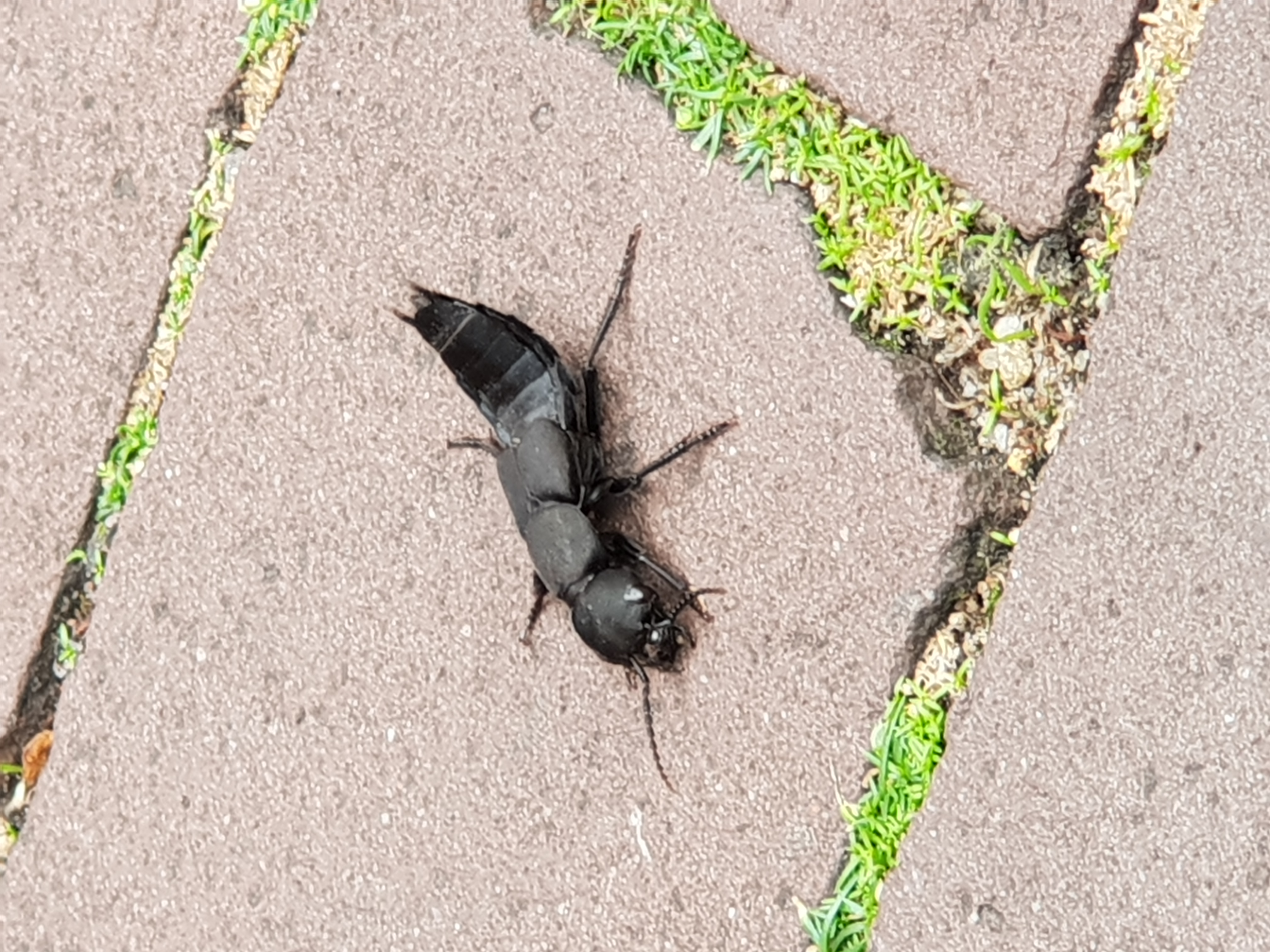 Wat is dit voor dier? - GoeieVraag