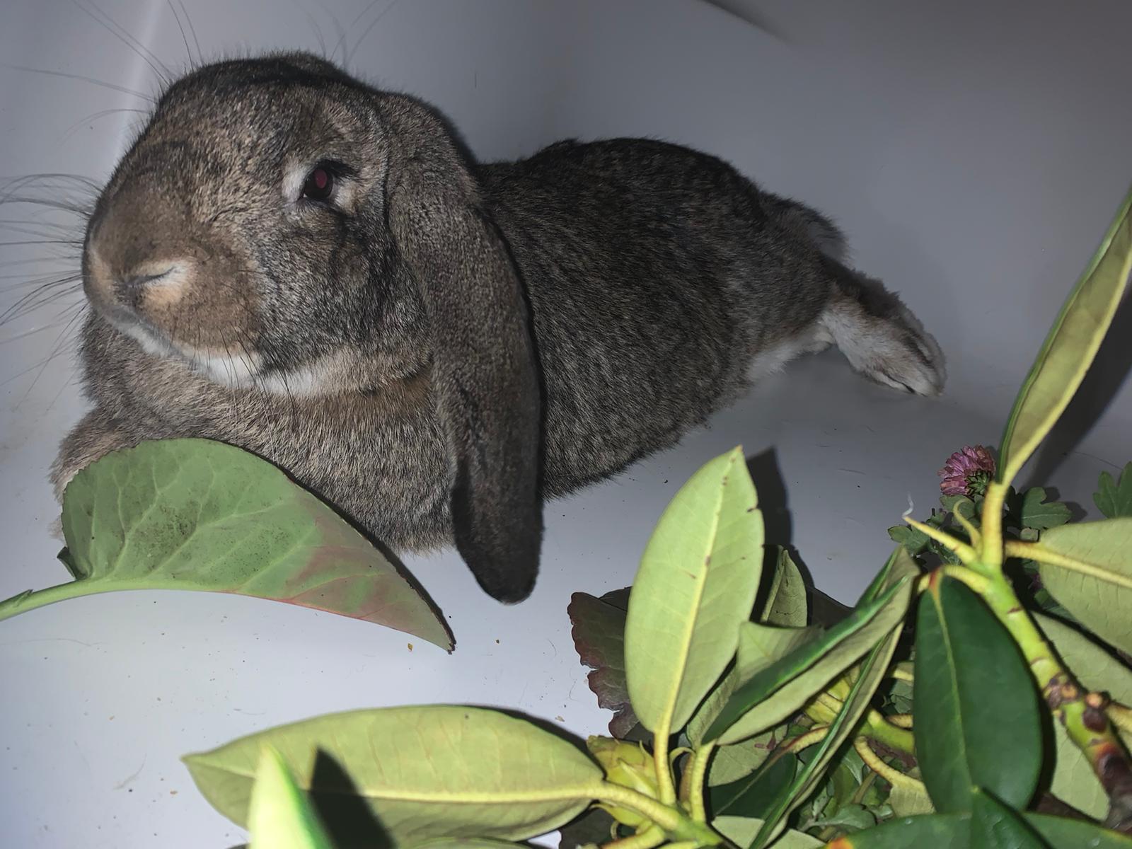 Picture for question