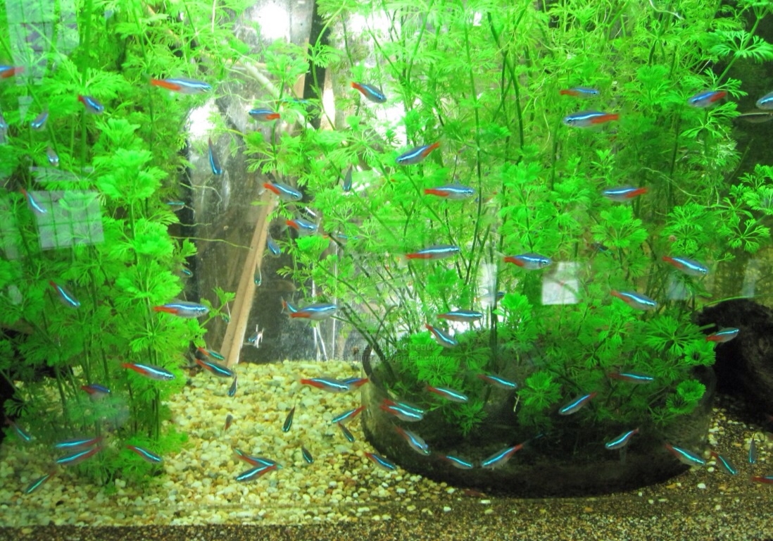 Plaatje bij antwoord