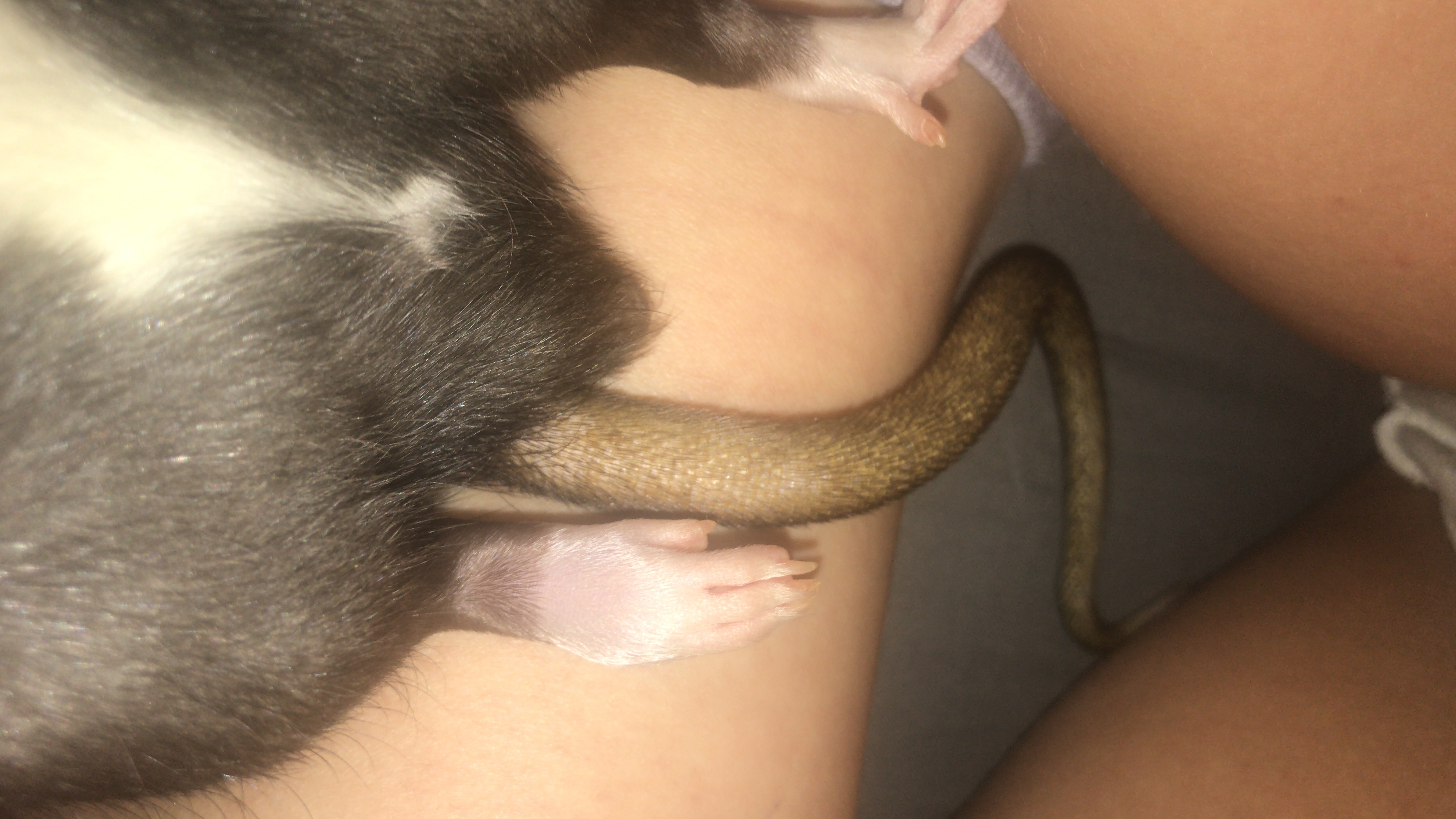 Picture for question