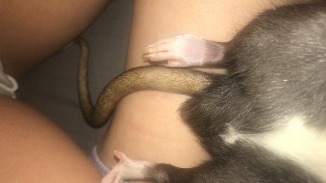 Picture for question