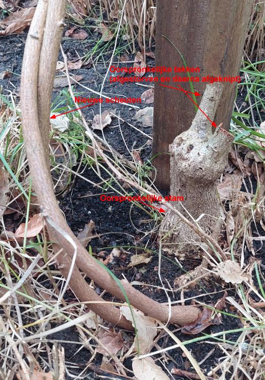 Picture for question