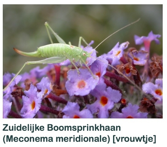 Plaatje bij antwoord