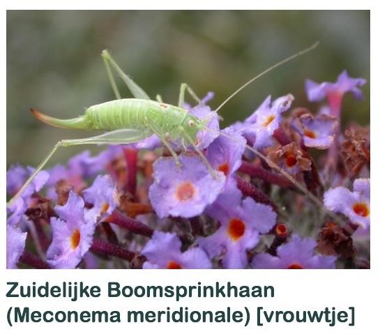 Plaatje bij antwoord