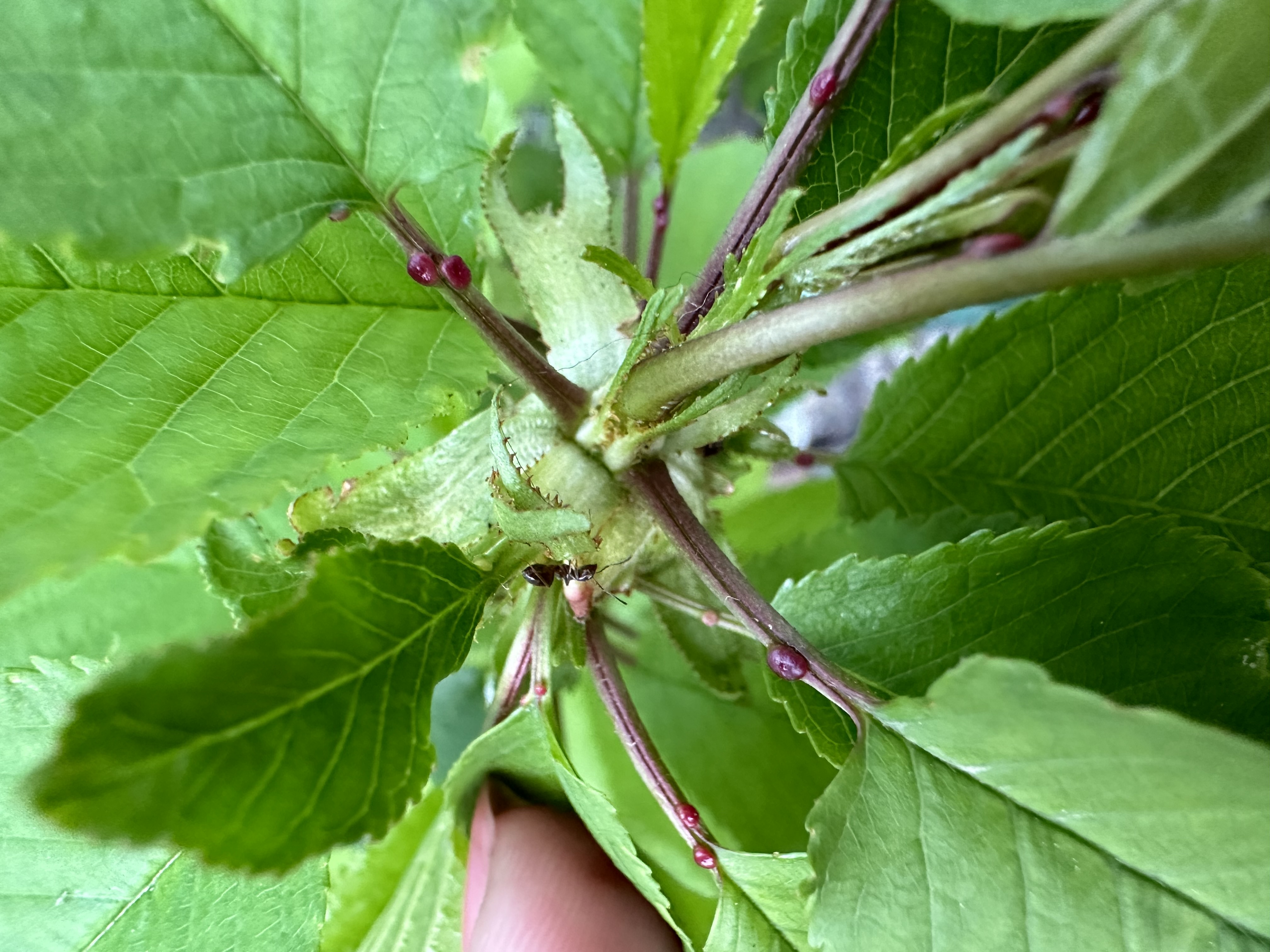 Picture for question