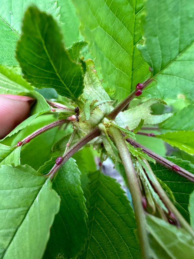 Picture for question