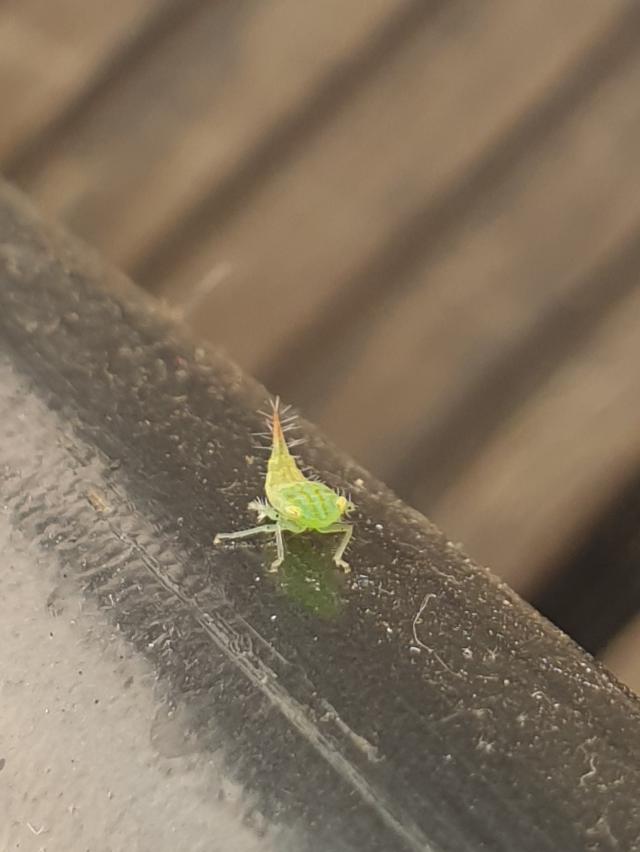 Picture for question